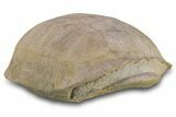 Fossil Tortoise (Stylemys) Shell - Wyoming #299820-7